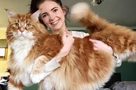 So kann man bei katzen, wenn das wachstum abgeschlossen ist, trotzdem noch erkennen, dass wie hat sich deine katze während des wachstums verändert und wann war sie ausgewachsen? Rekord Maine Coon Omar Ist Der Grosste Kater Der Welt