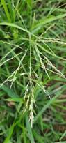 Image result for Eragrostis patens