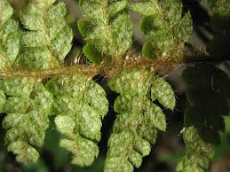 Image result for Polystichum sinense