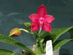 Image result for Indigofera monantha