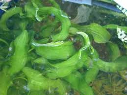 Image result for Ottelia ulvifolia