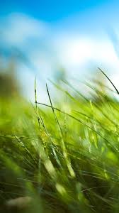 Green Nature Iphone Wallpapers Top Free Green Nature Iphone Backgrounds Wallpaperaccess The iphone 11 and iphone 11 pro are no different, so head below to download their new wallpapers.