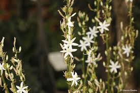 Image result for Chlorophytum krookianum