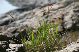 Image result for Phacelurus