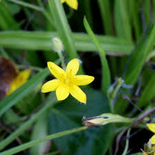 Image result for Hypoxis kilimanjarica