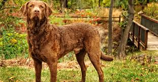 The club holds two gundog working tests each year, as well as a championship show and an open show. Chesapeake Bay Retriever Gun Dog Breeders And Dog Breeds For Sale Listing