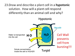 Aug 27, 2021 · hypotonic solution is one of three ways to label a solution and means a solution has less solute and more water than another solution. Plant Cell Burst If Placed In Hypotonic Solution Hypotonic High Resolution Stock Photography And Images Alamy Plant Cell Burst If Placed In Hypotonic Solution Carlena Mcclenica