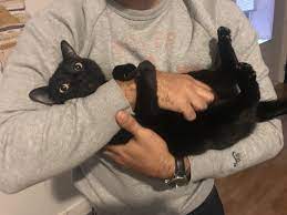 Pin On Cats Bunnies