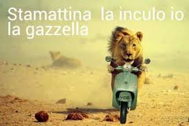 Sempre Che La Gazzella Non Ti Arresti Foto Divertentissime Citazioni Divertenti Ridere