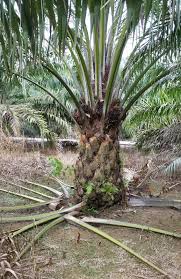 Kelapa sawit sesuai ditanam di kawasan tanah yang gembur, tanah liat gembur dan tanah gambut (kurang dari satu meter dalam). 24 Pokok Kelapa Sawit Pelepah Terpopuler