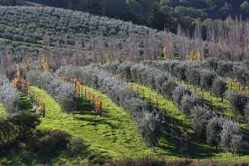 Our Wine Is Produced Using The Latest Advances In Farming California Farms Grape Vines Farm