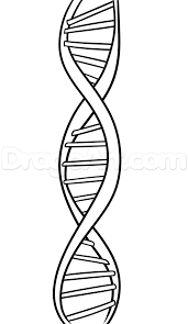 How To Draw Dna Step By Step Anatomy People Free Online Drawing Tutorial Added By Dawn September 22 2015 10 44 11 Pm Dna Drawing Dna Tattoo Dna Art
