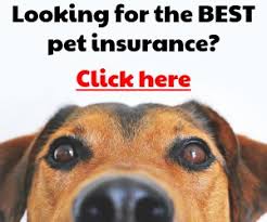 We home base french bulldogs breeders. The Best French Bulldog Breeders In New Jersey Nj