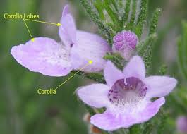 Image result for Leptochloa coerulescens