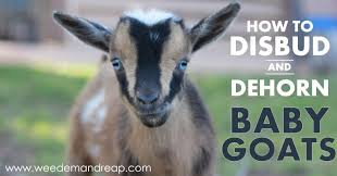 How long do nigerian goats live? How To Disbud Dehorn A Baby Goat Weed Em Reap