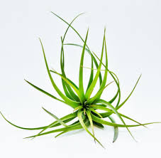 Tillandsia ionantha air plant species identification. Different Types Of Air Plants And How To Identify Them