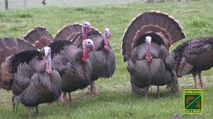 The wild turkey (meleagris gallopavo) of eastern and central north america and the ocellated turkey (meleagris ocellata) of the yucatán peninsula in mexico. Turkey Sounds Youtube