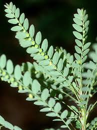 Image result for Phyllanthus fraternus