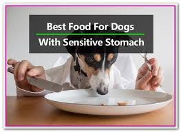 Best Cheap Dog Food For Sensitive Stomach 5 Best Foods For Dogs With Sensitive Stomachs Canidae Life Stag Best Dog Food Dog Food Recipes Best Cheap Dog Food