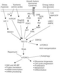 Champions league finale 2019 statistik. Frontier Of Epilepsy Research Mtor Signaling Pathway Experimental Molecular Medicine