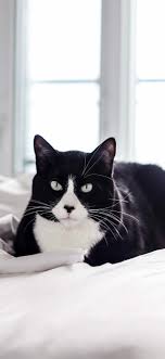 Check spelling or type a new query. 8 Cute Cat Iphone Wallpapers I Like Cats Very Much