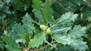 The appearance of an acorn varies, depending on the species of oak it is from. Sessile Oak Quercus Petraea British Trees Woodland Trust
