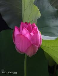 صور عالية الدقه types of flowers lotus flower images different types of flowers