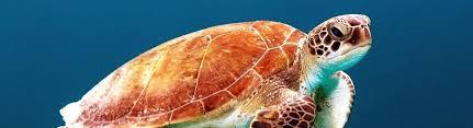 Sea Turtles Smithsonian Ocean
