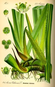 Image result for Calamus deerratus