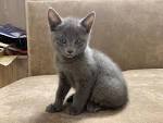 Russian Blue Cat Breed Profile | Petfinder