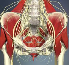 It supports the spinal column and. Exam 3 Abdomen Pelvis Anatomy Ankiweb