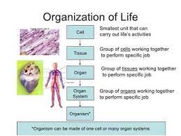 Check spelling or type a new query. Mine Your Backyard Different Systems Of The Body Carry Out Different Functions However They Have Levels Of Organization That Build On Each Other Cells Make Up Tissues Tissues Make Up Organs