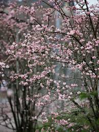 The small yellow flowers rustling in the. Six Winter Blooming Shrubs For The Northeast Finegardening