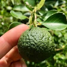 Image result for Justicia australis