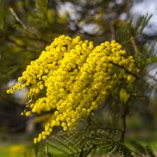 Image result for Acacia decurrens