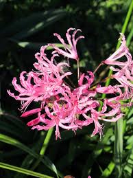 Check spelling or type a new query. Bulb Time In Southern California Gardening In La