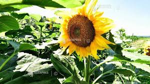 Boli cu foto floarea soarelui. Hfnvd0vo1l7xvm