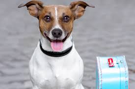 Rovernight stays: Britain's best dog‑friendly hotels