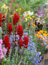 Image result for Antirrhinum majus