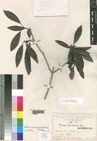 Image result for Coptosperma