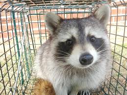 Is a locally owned and operated pest control company. Animal Trapping Squirrel Control Glen Burnie Bowie Annapolis Md Dmv Wildlife Pest Solutions Llc