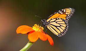 Mariposa Monarca Caracteristicas Que Come Donde Vive