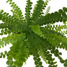 Image result for Nephrolepis