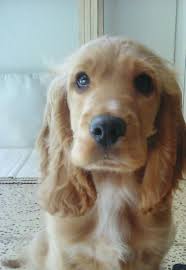 Cocer Spaniel I Love It Beautiful Dogs Spaniel English Cocker Spaniel