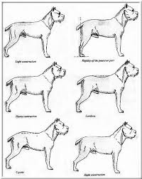 Fci Breed Standard Nysa Cane Corso