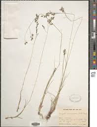 Image result for Eragrostis paniciformis