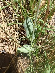 Image result for Senecio ruwenzoriensis