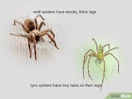An online resource devoted to north american insects, spiders and their kin, offering identification, images, and information. 3 Ways To Identify Spiders Wikihow