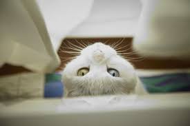 ilove cat http ilove cat http www amazon co jp dp 4898153496 ref cm sw r tw dp r07gqb0c1k0qt 子猫 猫 生き物