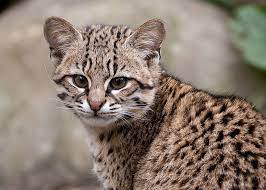 Die augen der katzen sind im verhältnis zum schädel relativ groß. Kinderweltreise Ç€ Uruguay Tiere Pflanzen